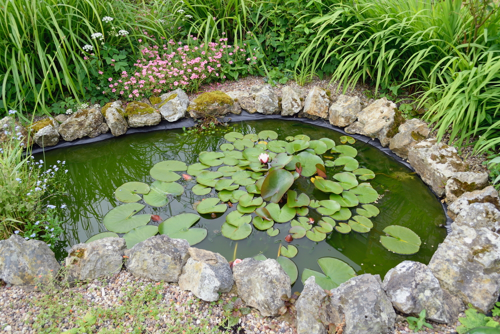 Bassin de jardin