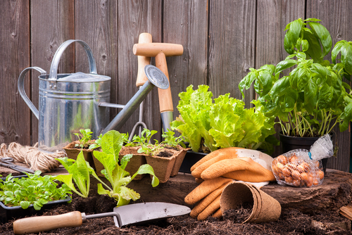 Légumes et outils de jardin