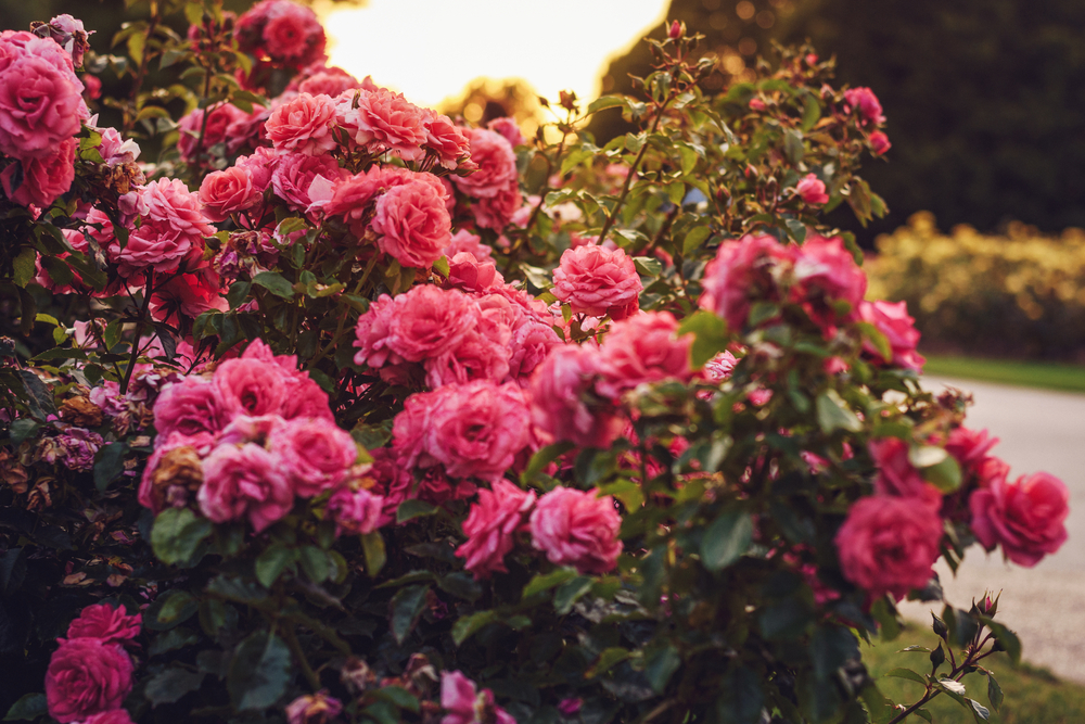 Plants de rose sur coucher de soleil