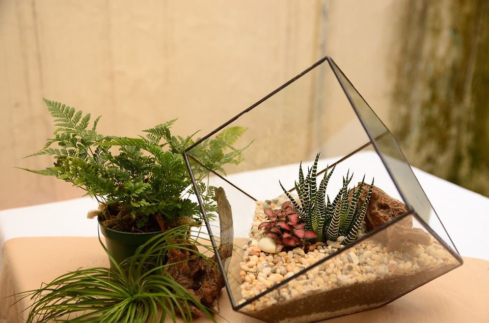 Mini terrarium carré